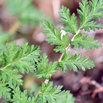 Erodium cicutarium, Redstem Stork's Bill